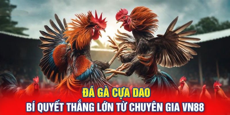 Hình thức đá gà cựa dao rất được yêu thích tại VN88