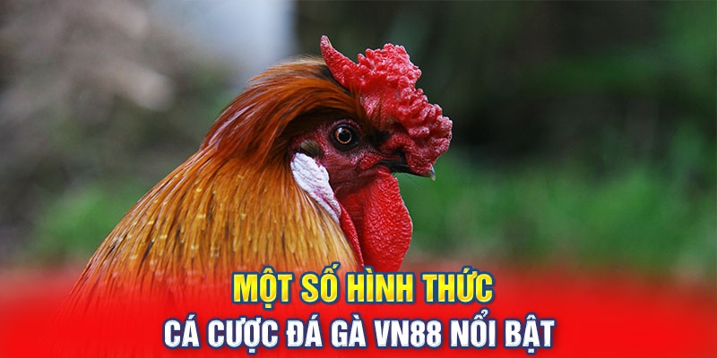 Một số loại cược trong sảnh đá gà VN88