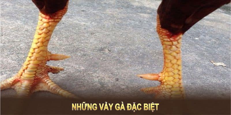 Những vảy gà đặc biệt có thể ảnh hưởng đến khả năng chiến đấu