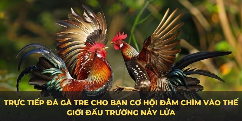 Trực tiếp đá gà tre cho bạn cơ hội đắm chìm vào thế giới đấu trường nảy lửa