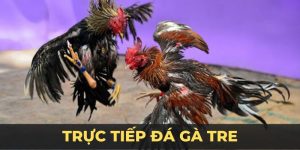 Trực tiếp đá gà tre